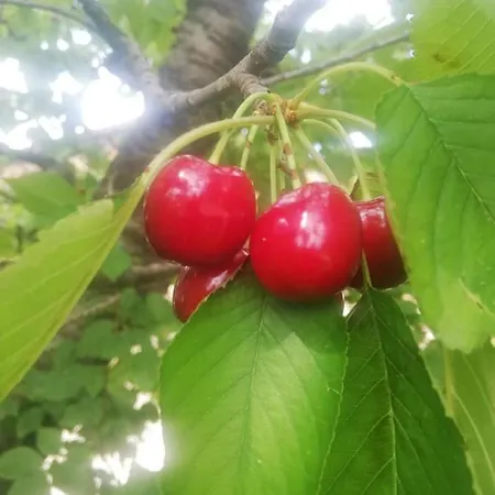 Con Cucina Tipica Nuova Scardua
